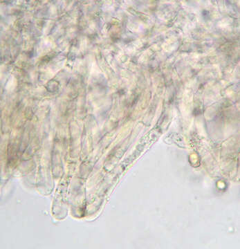 Image of Entoloma formosum (Fr.) Noordel. 1985