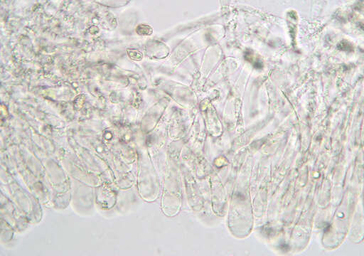 Image of Entoloma formosum (Fr.) Noordel. 1985