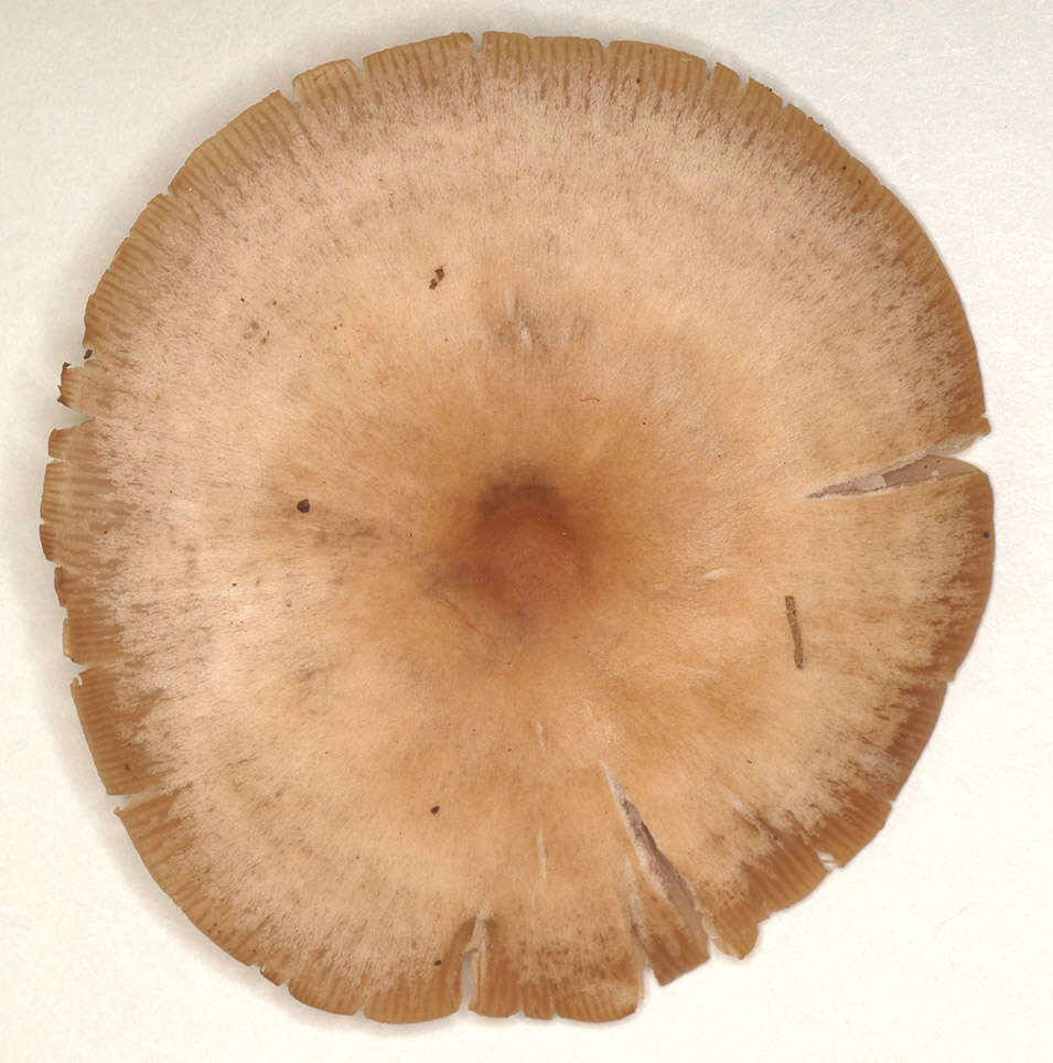 Image of Clitocybe vibecina (Fr.) Quél. 1872