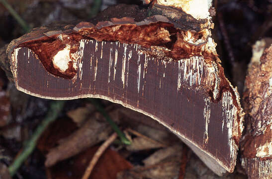 Слика од Ganoderma australe (Fr.) Pat. 1889