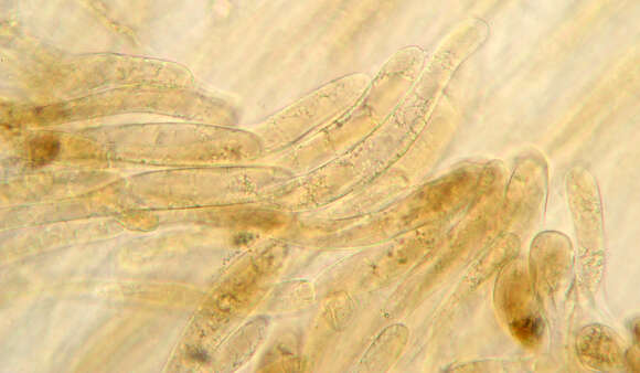 Image of Entoloma formosum (Fr.) Noordel. 1985