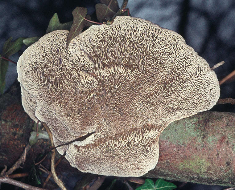 Image of Daedaleopsis confragosa (Bolton) J. Schröt. 1888