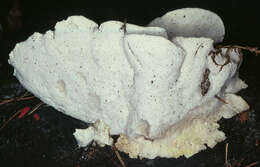 Image of White Cheese Polypore