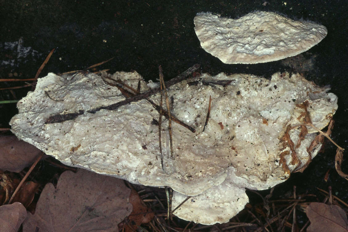 Image of White Cheese Polypore