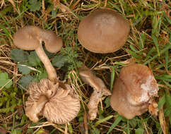 Слика од Entoloma ameides (Berk. & Broome) Sacc. 1887