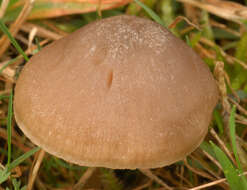 Слика од Entoloma ameides (Berk. & Broome) Sacc. 1887