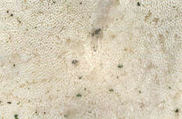 Image of White Cheese Polypore