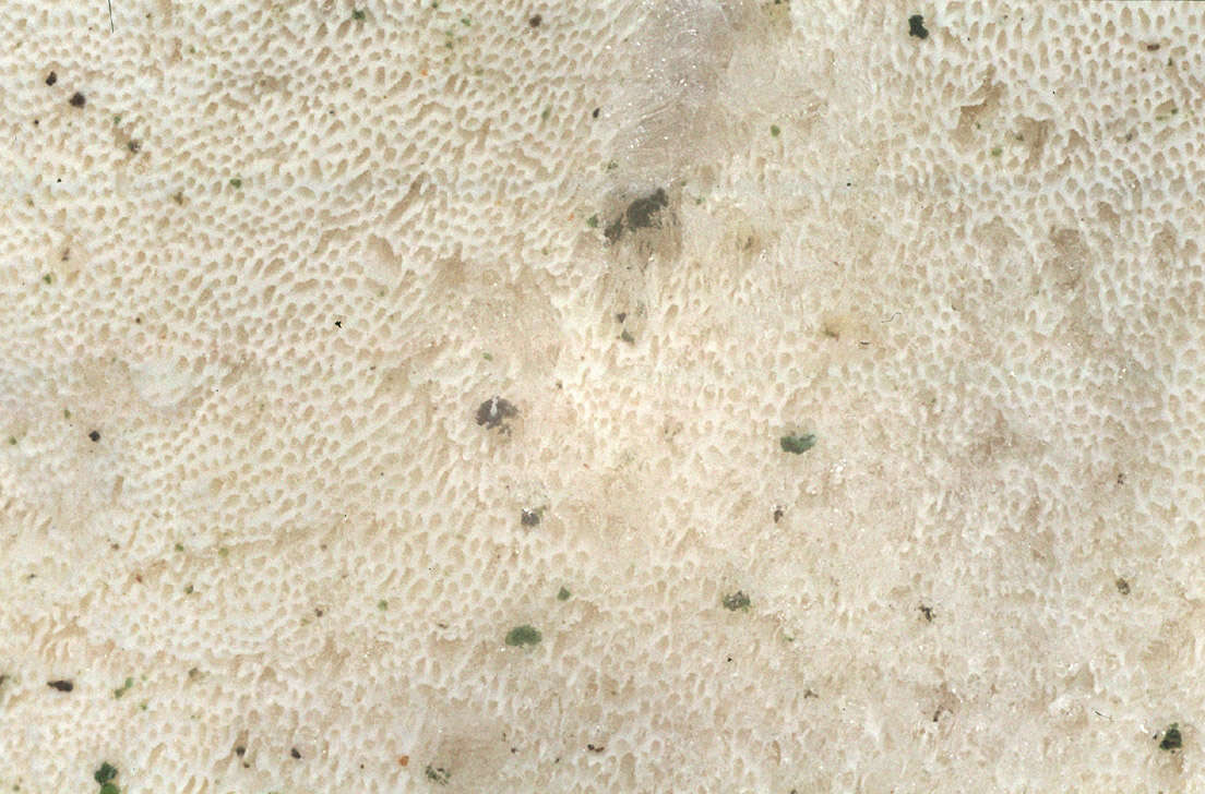 Image de Polypore blanc-de-neige