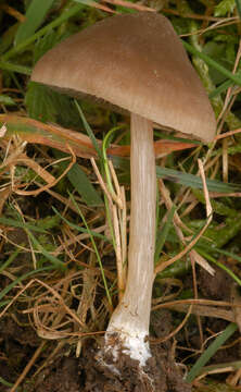 Image of Entoloma ameides (Berk. & Broome) Sacc. 1887