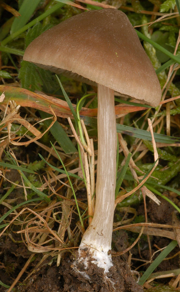 Слика од Entoloma ameides (Berk. & Broome) Sacc. 1887