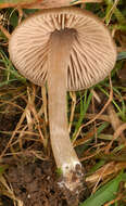 Слика од Entoloma ameides (Berk. & Broome) Sacc. 1887