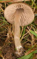 Слика од Entoloma ameides (Berk. & Broome) Sacc. 1887