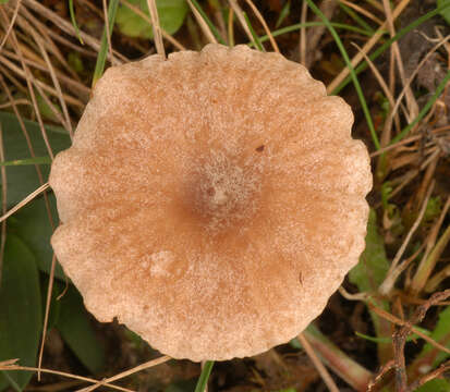 Image of Arrhenia lilacinicolor (Bon) P.-A. Moreau & Courtec. 2008