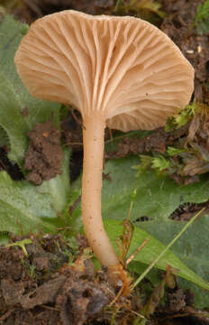 Image of Arrhenia lilacinicolor (Bon) P.-A. Moreau & Courtec. 2008