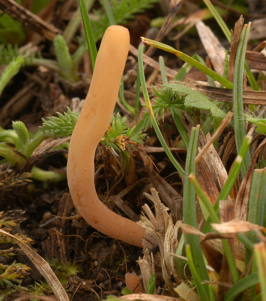 Image of Clavaria tenuipes Berk. & Broome 1848