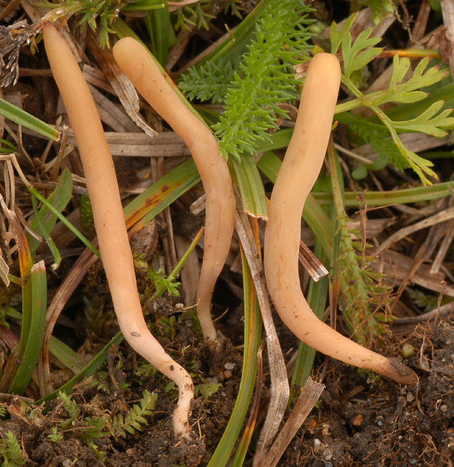 Image of Clavaria tenuipes Berk. & Broome 1848