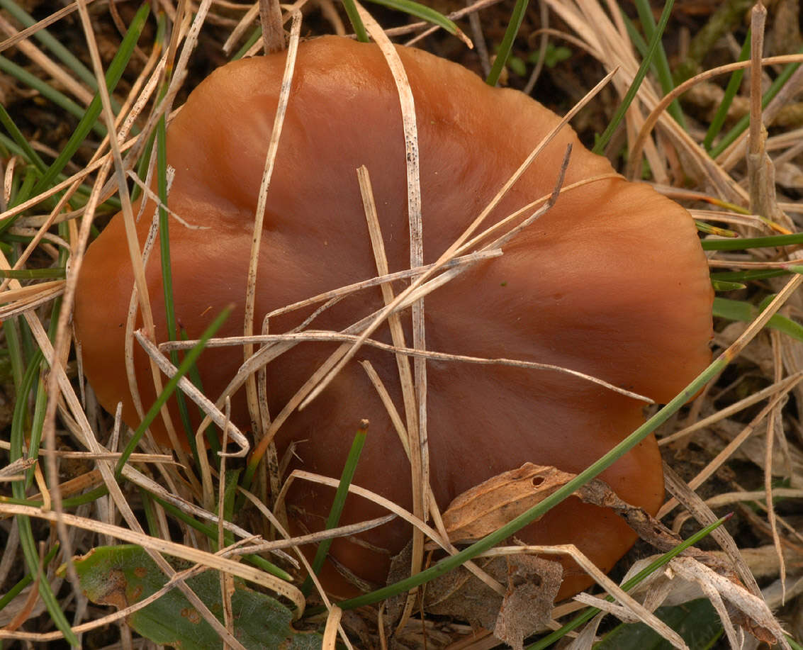 Image of Cuphophyllus colemannianus (A. Bloxam) Bon 1985