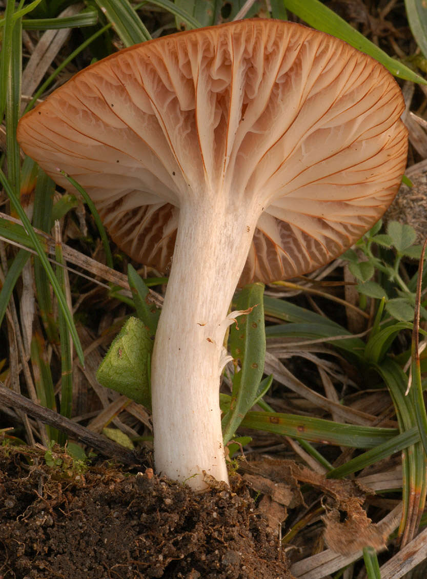 Image of Cuphophyllus colemannianus (A. Bloxam) Bon 1985