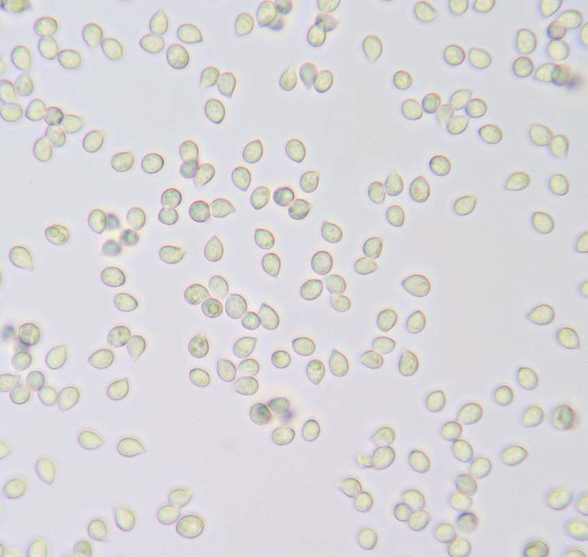 Image de Arrhenia lilacinicolor (Bon) P.-A. Moreau & Courtec. 2008