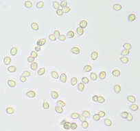 Image de Arrhenia lilacinicolor (Bon) P.-A. Moreau & Courtec. 2008