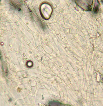 Image of Arrhenia lilacinicolor (Bon) P.-A. Moreau & Courtec. 2008