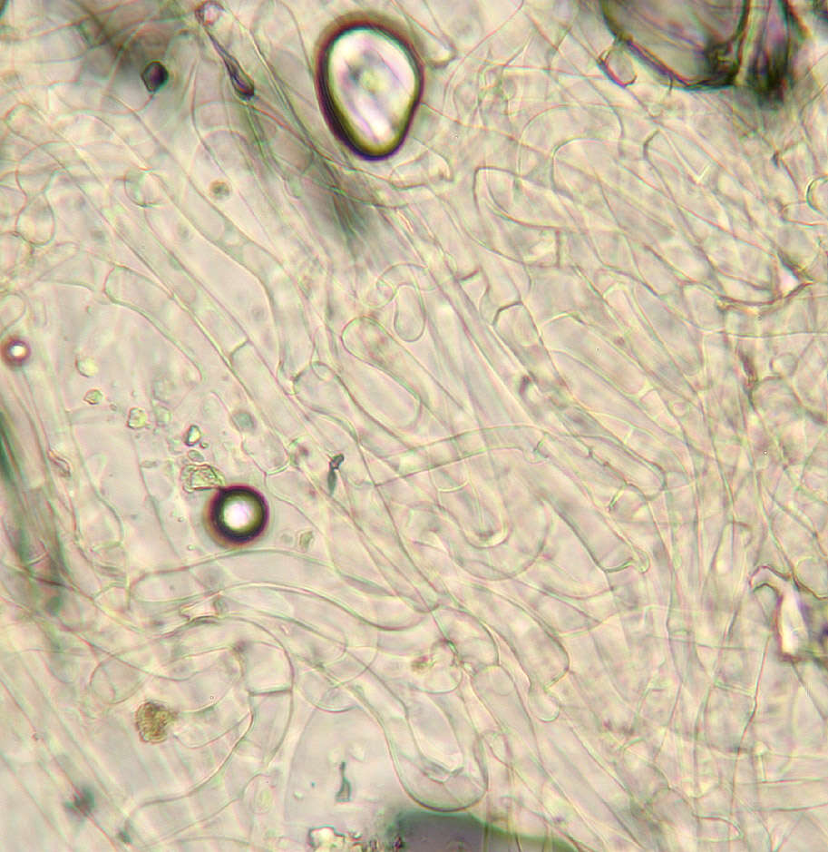 Image de Arrhenia lilacinicolor (Bon) P.-A. Moreau & Courtec. 2008