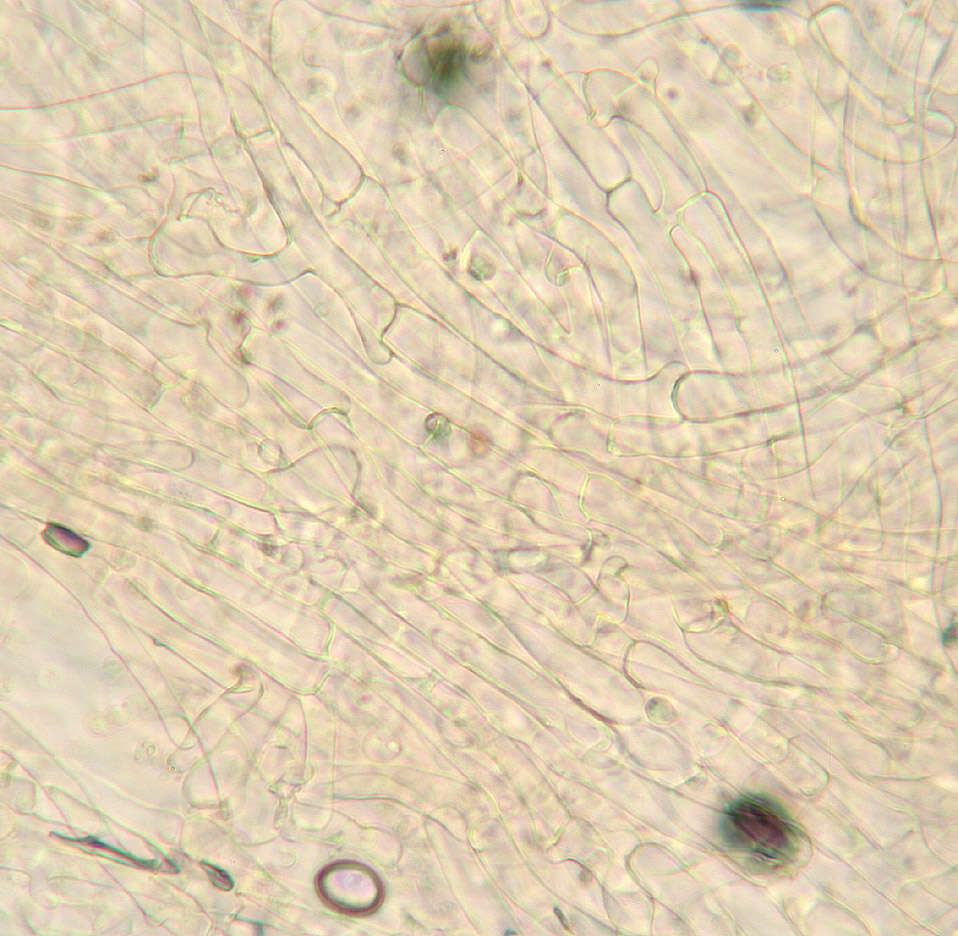 Image de Arrhenia lilacinicolor (Bon) P.-A. Moreau & Courtec. 2008