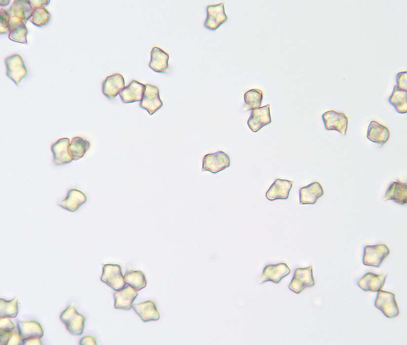 Слика од Entoloma ameides (Berk. & Broome) Sacc. 1887