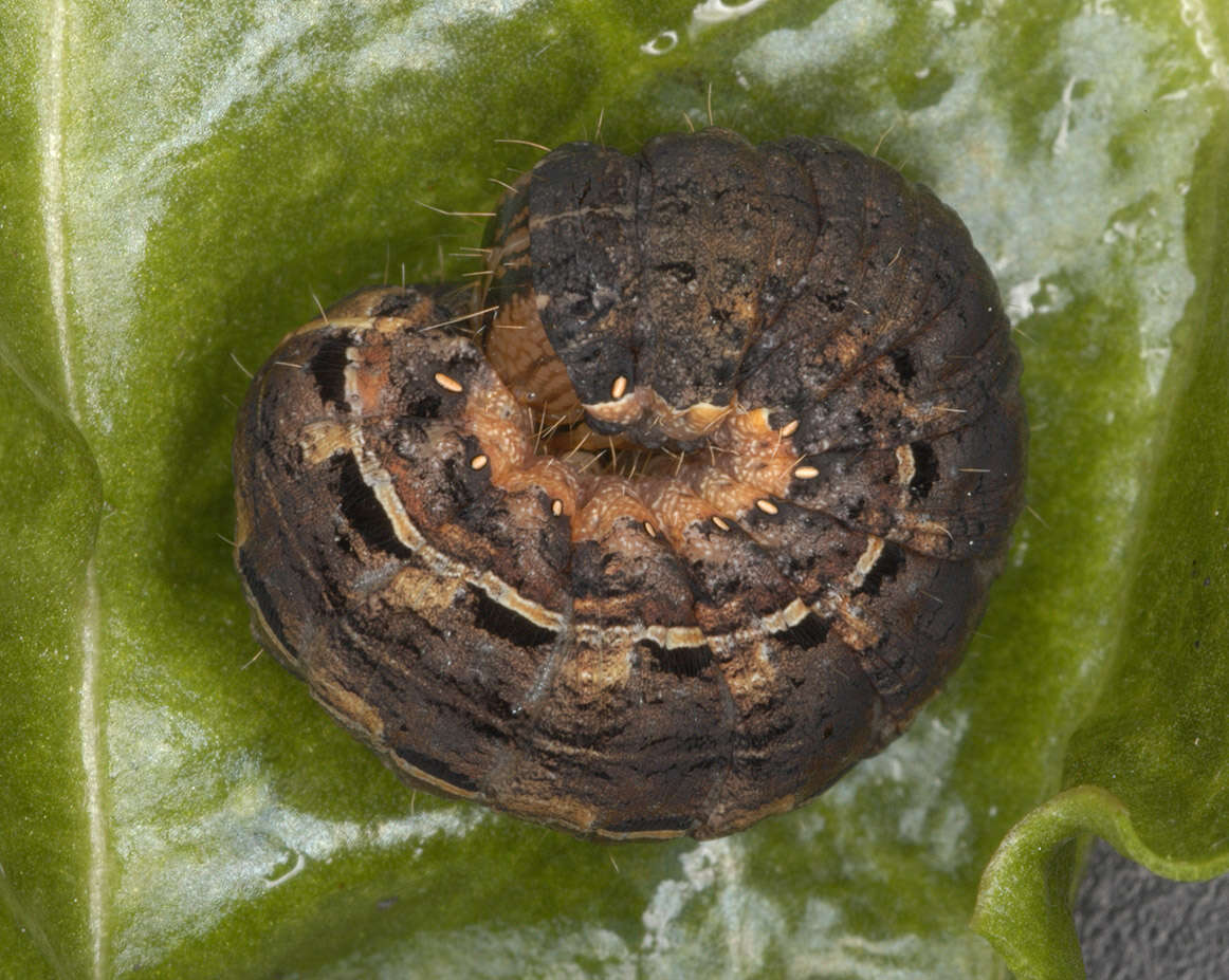 Image of Large Yellow Underwing