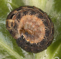 Image of Large Yellow Underwing