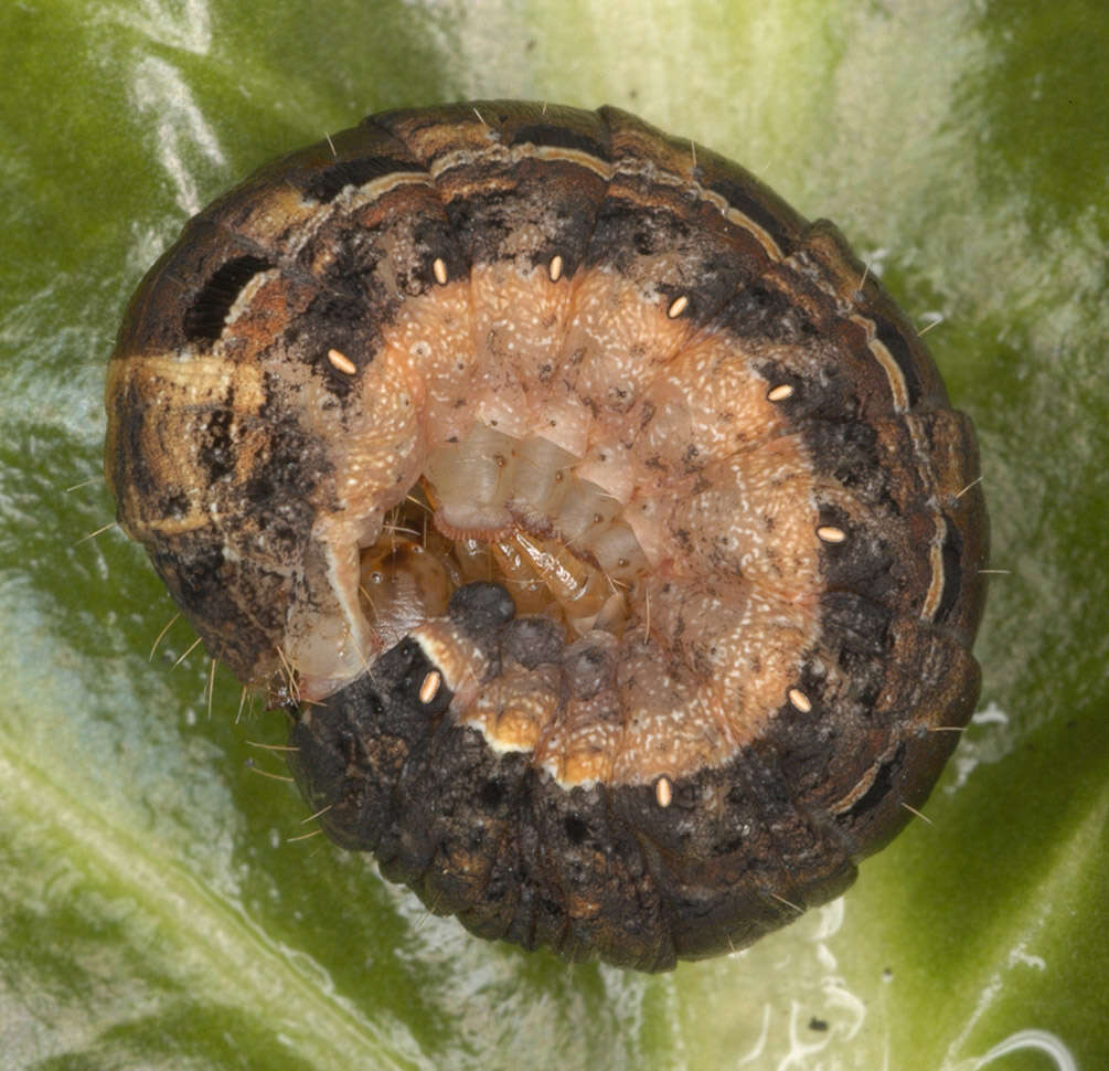 Image of Large Yellow Underwing