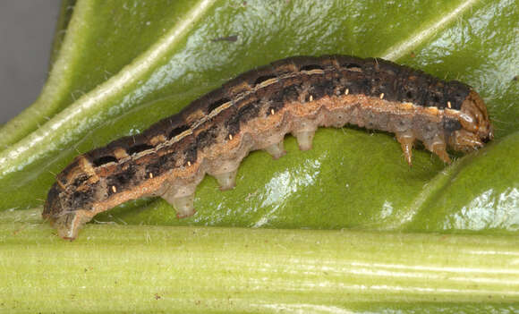 Image of Large Yellow Underwing