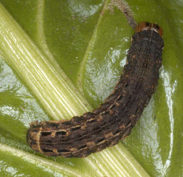 Image of Large Yellow Underwing