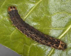 Image of Large Yellow Underwing