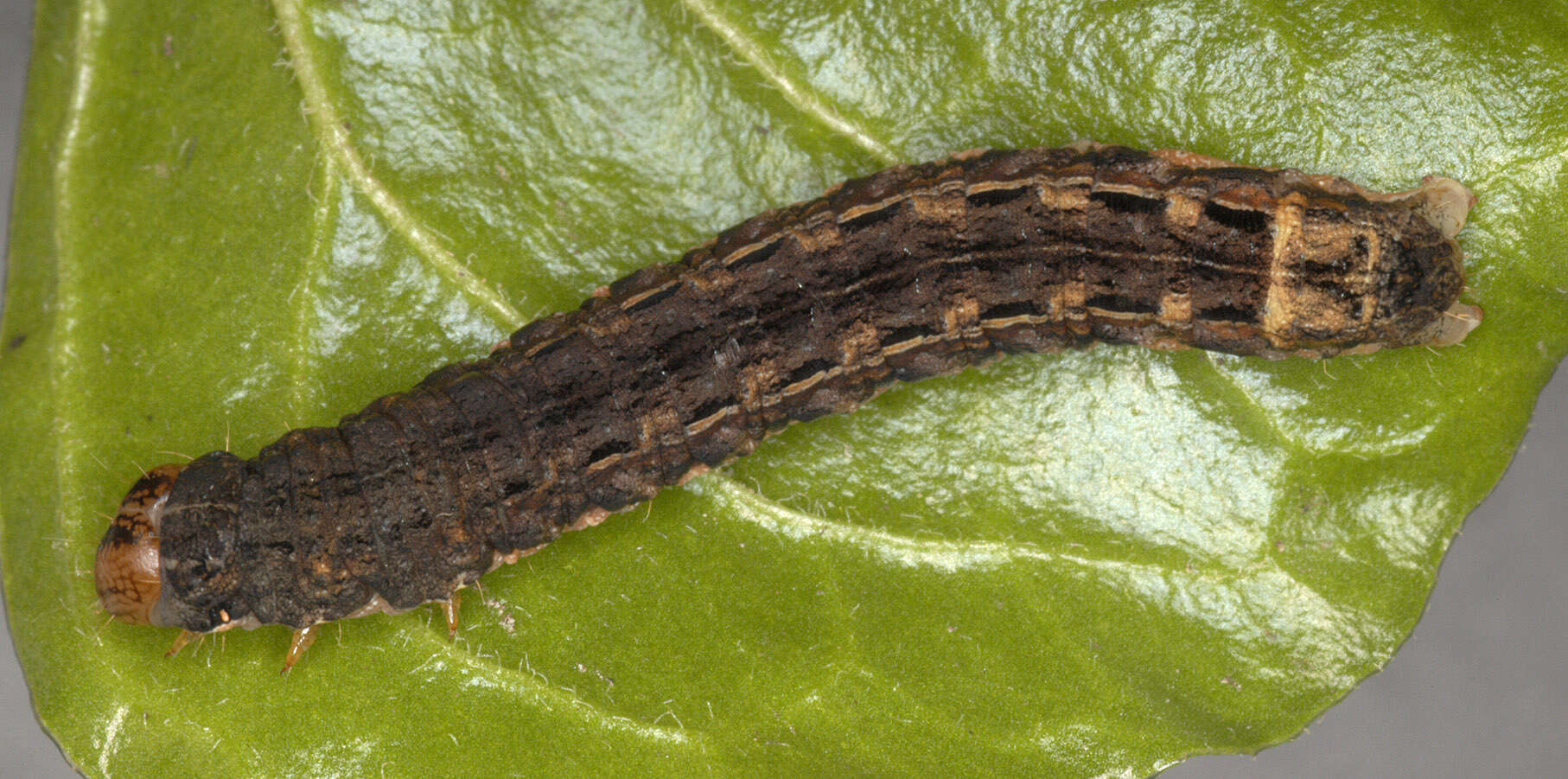 Image of Large Yellow Underwing