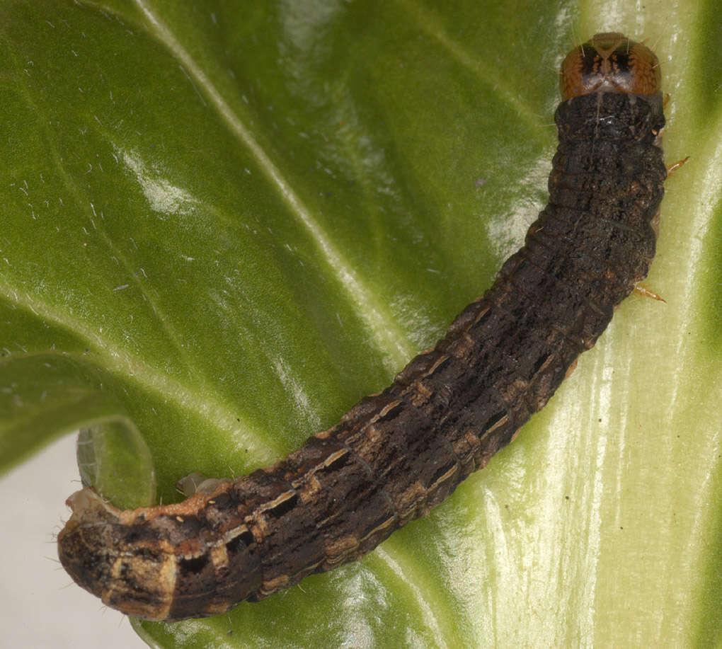 Image of Large Yellow Underwing