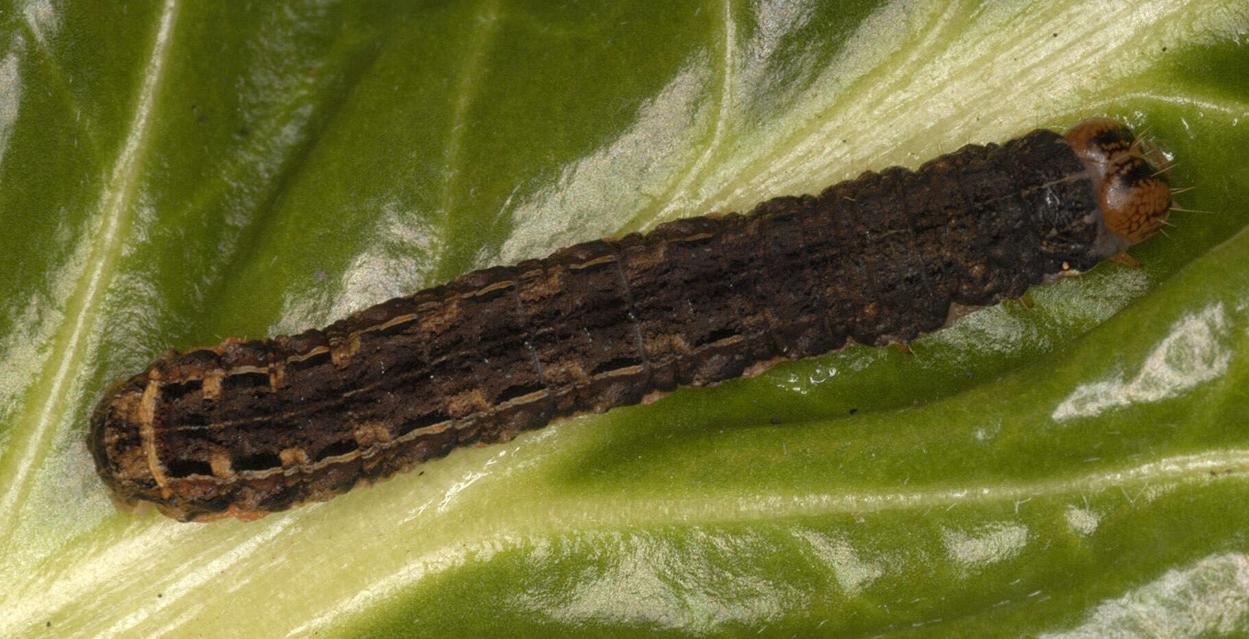 Image of Large Yellow Underwing