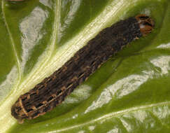 Image of Large Yellow Underwing