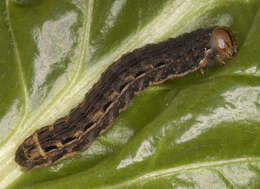 Image of Large Yellow Underwing