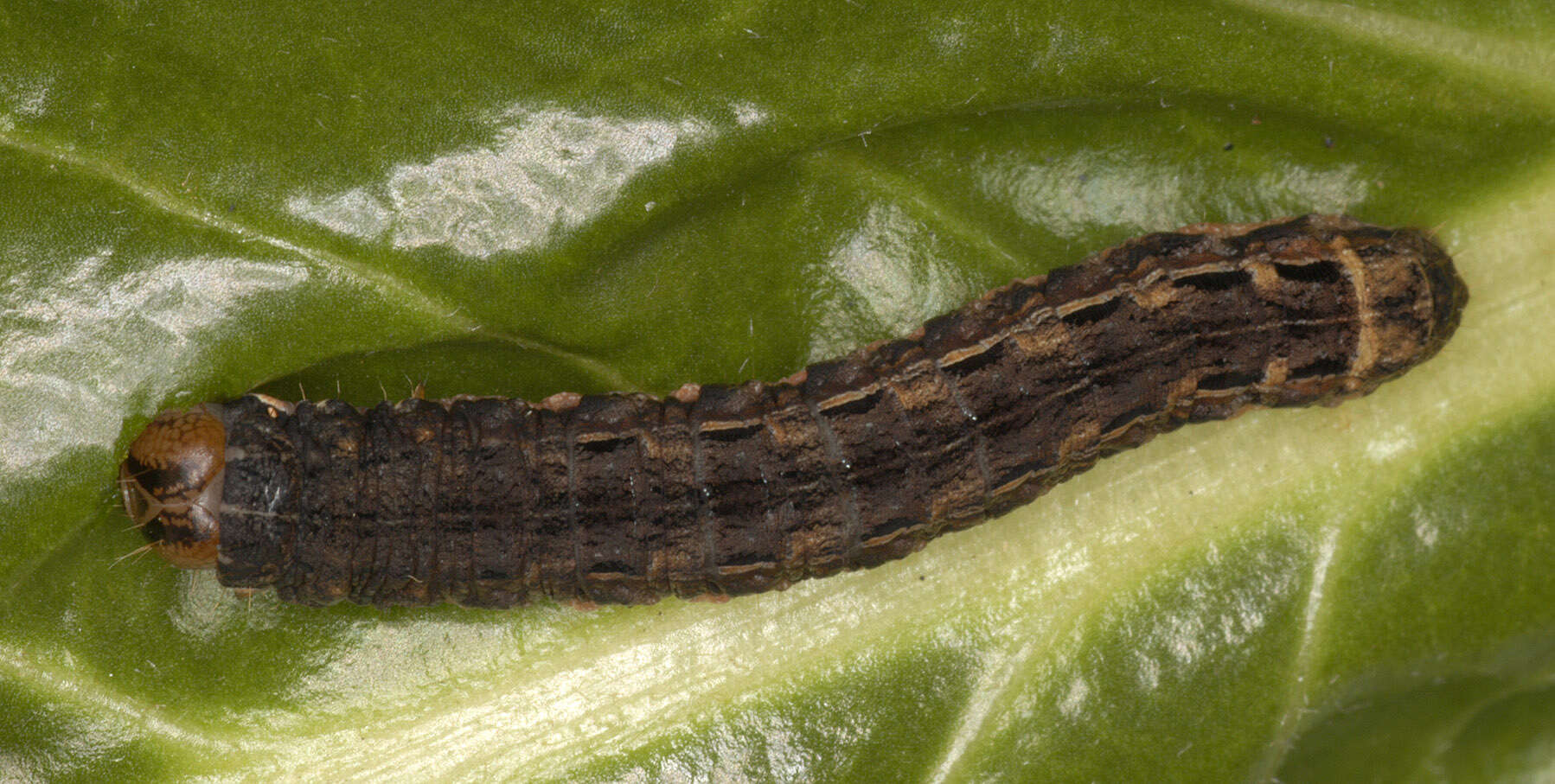 Image of Large Yellow Underwing