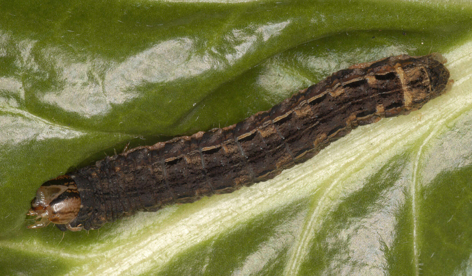 Image of Large Yellow Underwing