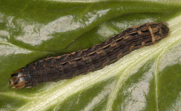 Image of Large Yellow Underwing