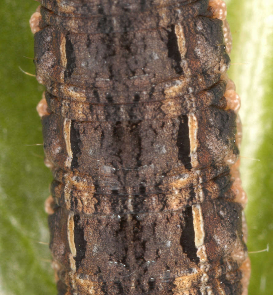 Image of Large Yellow Underwing