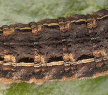 Image of Large Yellow Underwing