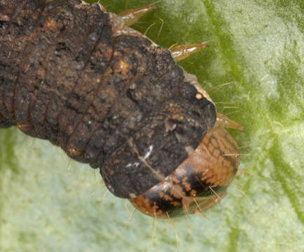 Image of Large Yellow Underwing