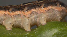 Image of Large Yellow Underwing