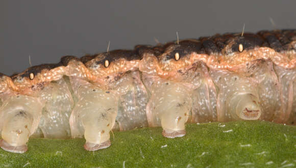 Image of Large Yellow Underwing