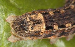 Image of Large Yellow Underwing