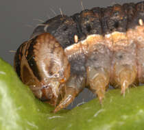 Image of Large Yellow Underwing