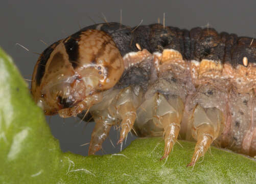 Image of Large Yellow Underwing